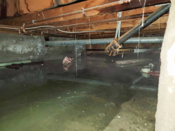 Best Flood damage cleanup  in Champion Heights, OH